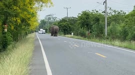 Male elephants hold up traffic while fighting over desirable female