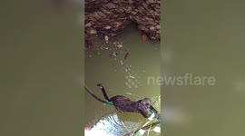 Forest officials rescue leopard from 30-feet-deep well in southern India