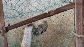 Indian snake rescuer frees 5-foot-long cobra entangled in fishing net