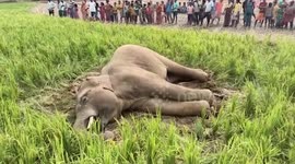 Elephant dies amid fields in eastern India