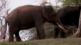 Giant tusker spotted in Sri Lanka three years after being considered dead