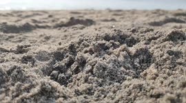 Turtle hatching time laps short