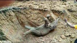 Elephant calf falls inside well, rescued by forest officials in Eastern India