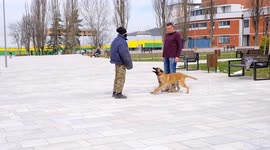 Training of a Belgian shepherd in the presence of a trainer, showing commands in a public park. protection a child on the street , responds to the attack command, keeps a lost wallet , keeps the owner in case of withdrawing money at an ATM.  K9 BELGIAN