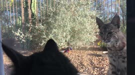Pet cat comes face-to-face with wild bobcat through glass door in Arizona, US