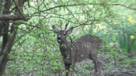 Spring has sprung - Roe Deer and daffodils in a wildlife garden in sunny Stroud, Gloucestershire.