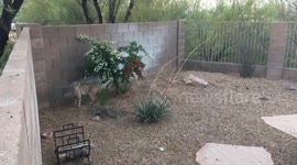 Cute Bobcat jumps fence after spending time in the backyard in Tucson, Arizona, USA