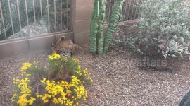 Lazy bobcat grooming itself and relaxing in a backyard in Tucson, Arizona, USA
