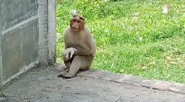 Uncommon love: Monkey mom adopts puppy in Tamil Nadu, India