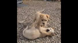 so cute countryside puppy is hanging out stranger(that is me). oh my heart skipped a beat..