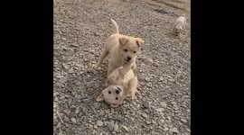 Korean country puppies full of curiosity. Do not afraid of me!