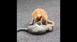 Two playful cats are hugging, biting, and playing with each other.