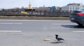 a crow eating corn