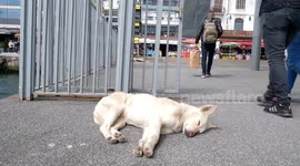 a sleeping dog