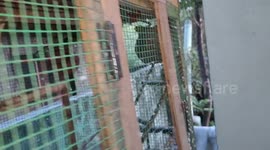 A SNAKE BROKE IN-TO THE NEST OF LOVE BIRDS