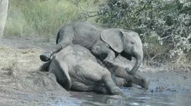 Playful baby elephant climbs over brother before falling on his back with feet in the air