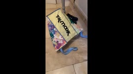 Evil cat! Black and white cat hiding in a shopping bag attacks owners hands