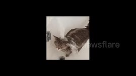 Canada: Unique Cat Enjoys A Nice Warm Shower