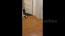 US: Adorable Sausage Puppy Discovers His Love For Toilet Paper