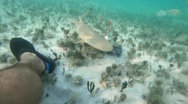 World's most dangerous fish spa? Man lets sharks circle and nibble his feet