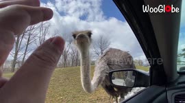 Hungry ostrich bites man's finger during safari ride in Virginia, US