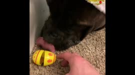 Easter egg hunt, canine edition