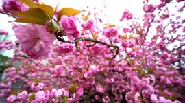 Sea of cherry blossoms adds colour to stunning scenery in eastern China