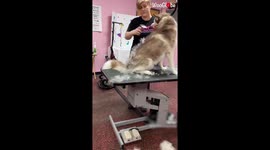 Calm husky undergoes relaxing grooming and de-shedding treatment in US