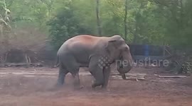 Panic ensues among locals as elephant strays onto residential region in eastern India