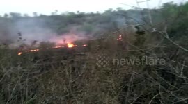 Fire engulfs several bushes in nursery in central India