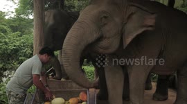 Three female elephants known as the 'Gossip Girls' at Boon Lott's Elephant Sanctuary, Thailand