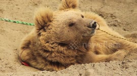 Kainat the bear finally rescued from a lifetime of cruelty, and released into Balkasar bear sanctuary, Pakistan