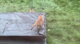 Adorable baby foxes play chase in garden