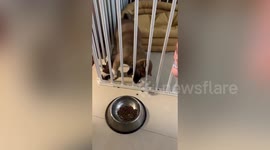 Puppy attempts to eat food through cage bars but doesn't realise door is open