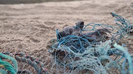 Turtle Cub Trapped in a Fish Net rescued by Chellaa in Cuddalore, South India.