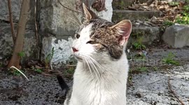 The cat shakes its head slowmotion