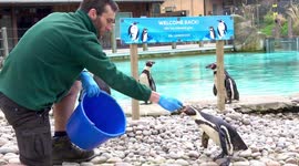 London Zoo Opening Day: Paul the Zoo Keeper Feeds Penguins