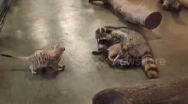 Adorable moment meerkat and raccoon play together at pet cafe in Malaysia