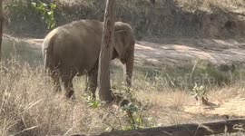 Elephants tramples woman to death in central India
