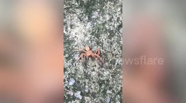 Blue spider wasp cuts up spider’s long legs to easily fly away with just the body