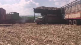 Truck overloaded with sugarcane stalks wobbles and topples over