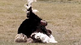COURTSHIP DISPLAY THIS IS WHAT HAPPENS FOR THE OSTRICH BEFOR MATING THE MALE USUAL DANCE TO ATRACT FEMALE