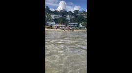Rufus the surfing Bull Terrier