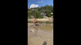 Rufus the surfing Miniature Bull Terrier from Sydney