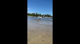 Pigs don’t only fly, they can surf