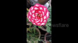 Beautiful rare rose flower blooming in home garden Malaysia