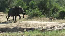 Pack of elephants scream, scare leopard, chase it away from water in South Africa