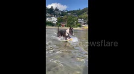 Meet Rufus, the world's best-surfing miniature bull terrier
