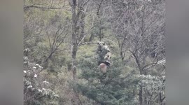 Two pandas squealed as they battled each other in a tree over a mate in China