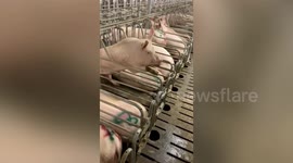 Cunning pig in China manages to open enclosure doors using its nose